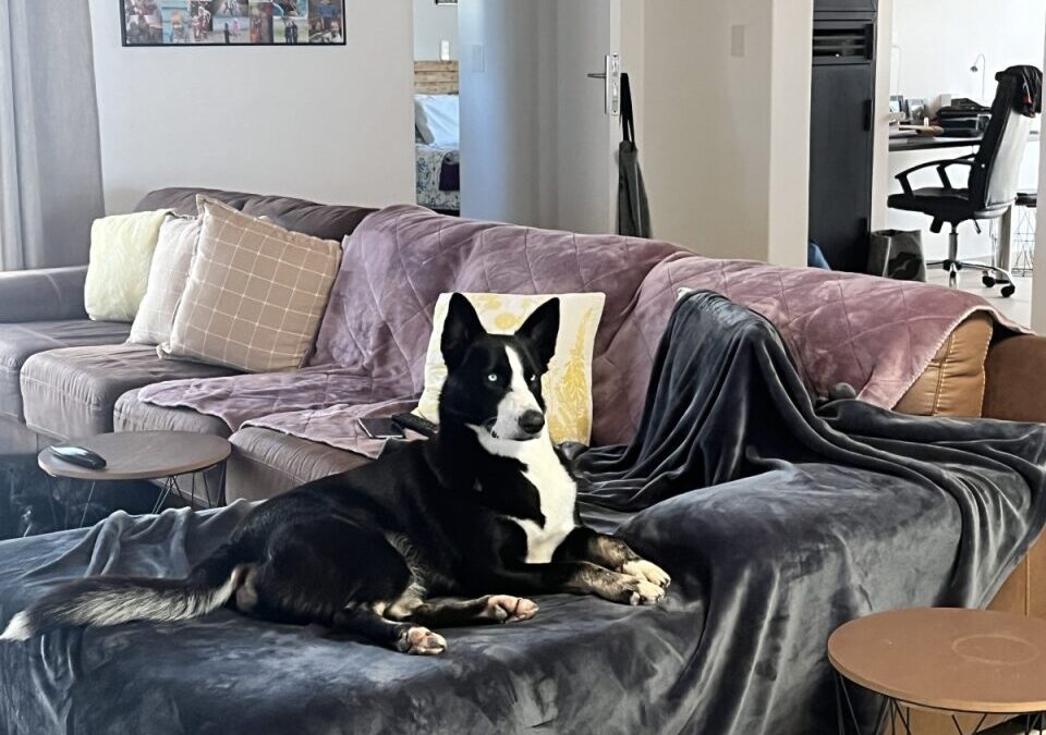 FP du Toit Sponsors SPCA Windhoek: A Heartwarming Journey of Hope and Compassion